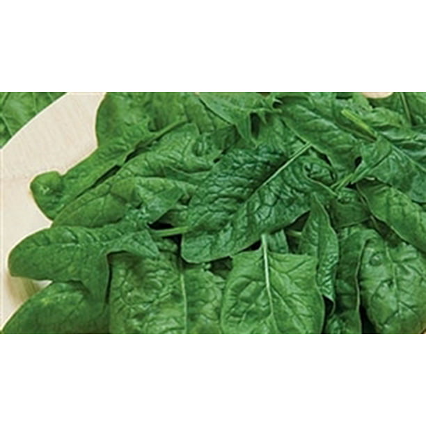 All Weather 3000 Seeds  *Guaranteed Seeds* Italian Spinach F1 Vegetable 